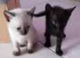 Piriquitinhos