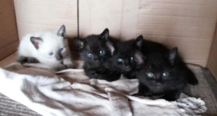 Gato ra a sem raça idade Abaixo de 2 meses nome Piriquitinhos
