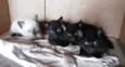 Piriquitinhos