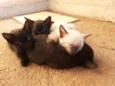 Piriquitinhos