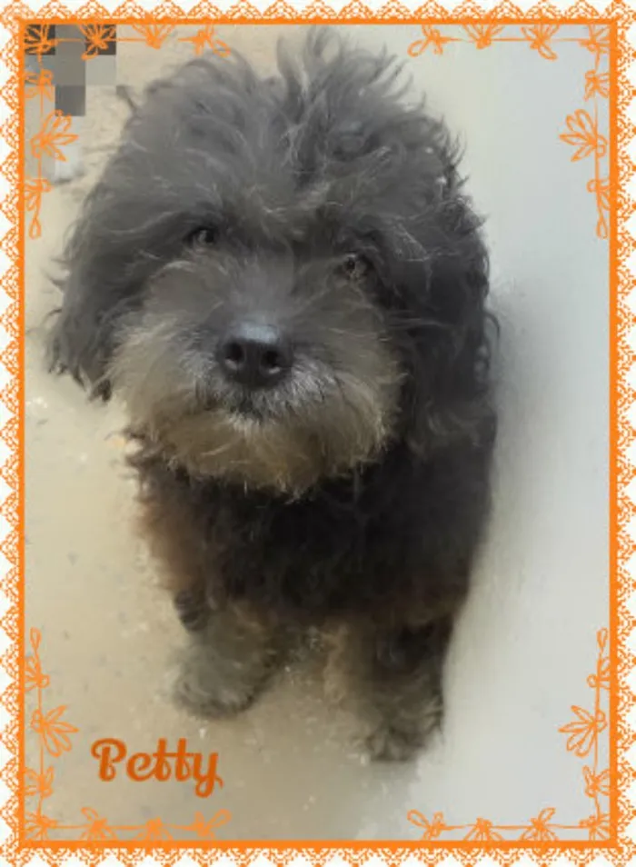 Cachorro raça Poodle idade 6 ou mais anos nome Petty