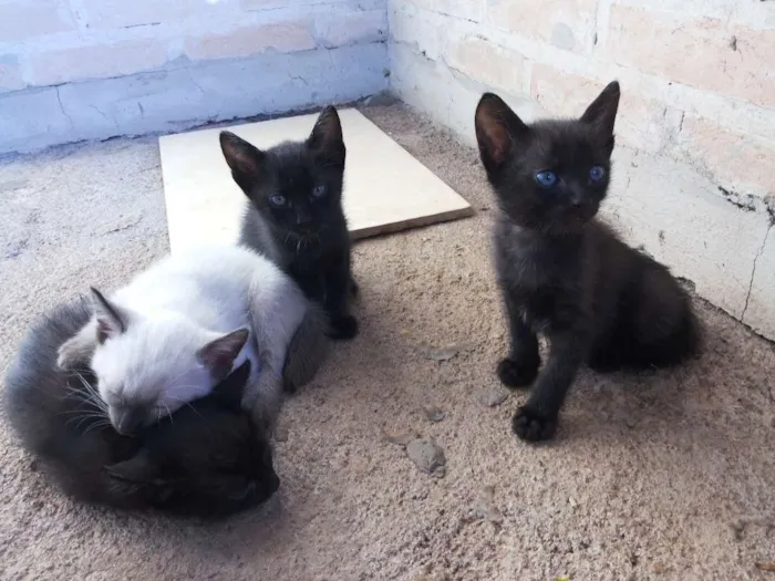 Gato ra a sem raça idade Abaixo de 2 meses nome Piriquitinhos