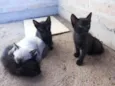 Piriquitinhos