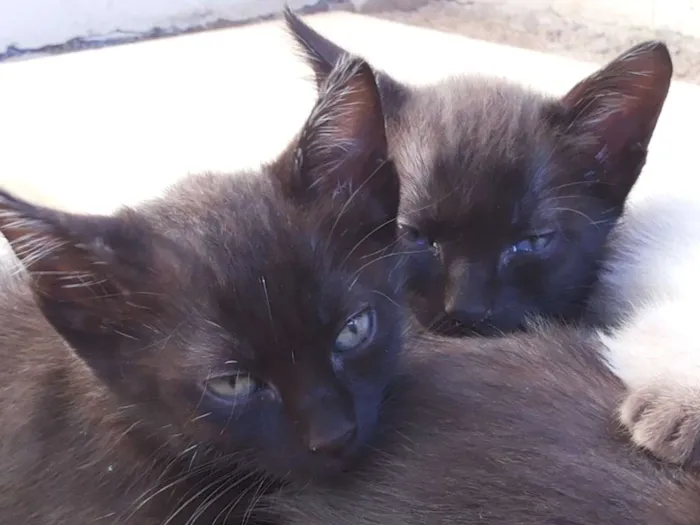 Gato ra a sem raça idade Abaixo de 2 meses nome Piriquitinhos