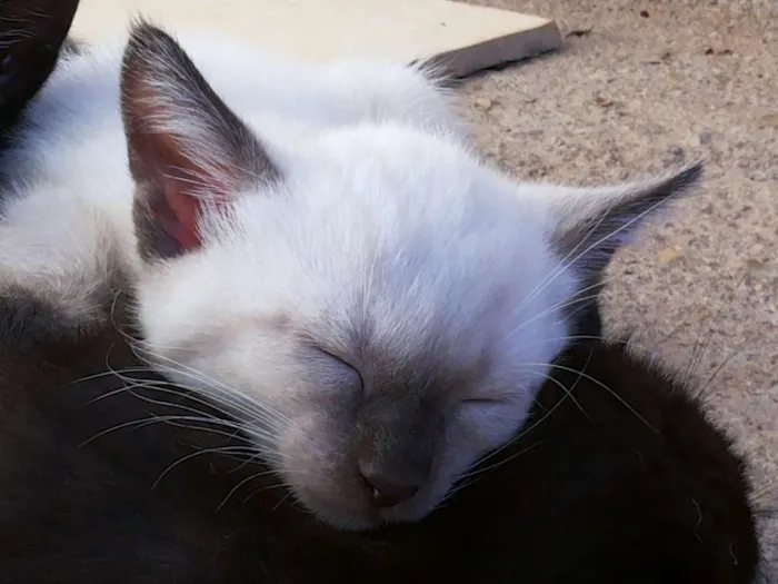Gato ra a sem raça idade Abaixo de 2 meses nome Piriquitinhos