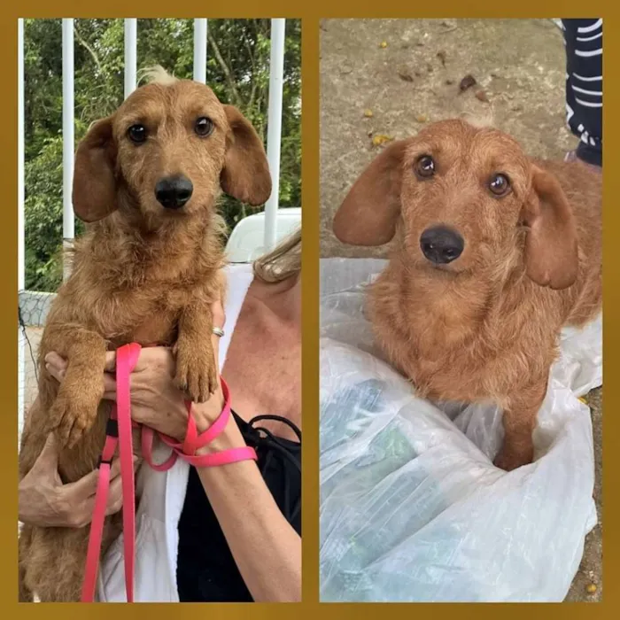 Cachorro ra a Dachshund Pelo Duro  idade 1 ano nome Vosk