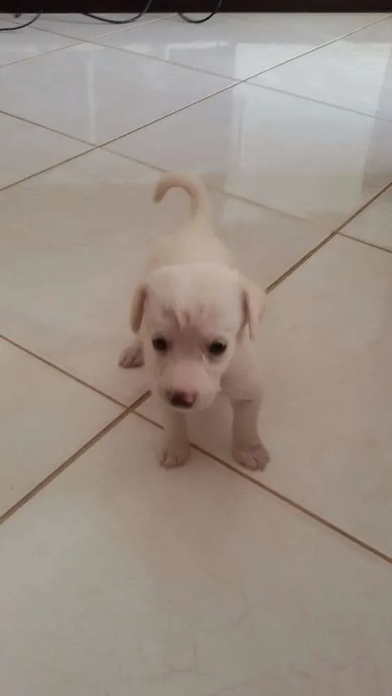 Cachorro raça Vira-lata idade Abaixo de 2 meses nome Sem nome