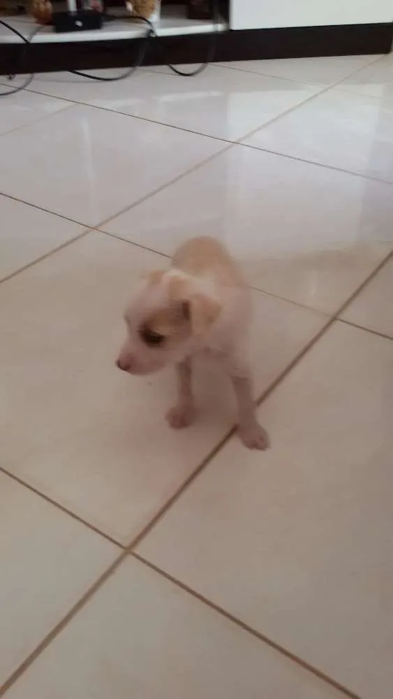Cachorro raça Vira-lata idade Abaixo de 2 meses nome Sem nome