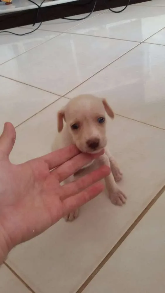 Cachorro raça Vira-lata idade Abaixo de 2 meses nome Sem nome