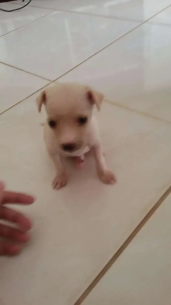 Cachorro raça Vira-lata idade Abaixo de 2 meses nome Sem nome