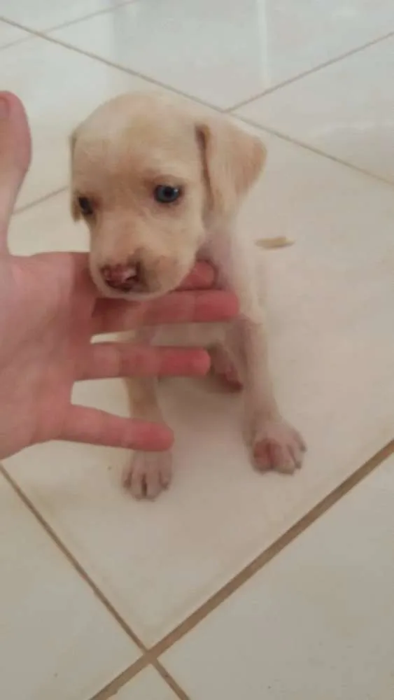 Cachorro raça Vira-lata idade Abaixo de 2 meses nome Sem nome
