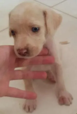 Cachorro raça Vira-lata idade Abaixo de 2 meses nome Sem nome