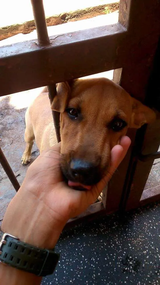 Cachorro ra a Não identificado  idade 2 a 6 meses nome Mel