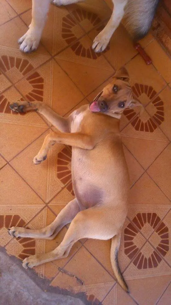 Cachorro ra a Não identificado  idade 2 a 6 meses nome Mel