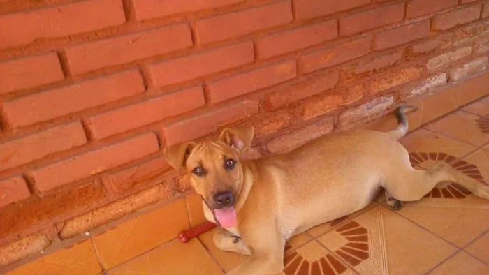 Cachorro ra a Não identificado  idade 2 a 6 meses nome Mel