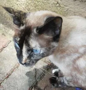 Gato raça SRD idade 2 anos nome Marry