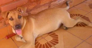 Cachorro raça Não identificado  idade 2 a 6 meses nome Mel