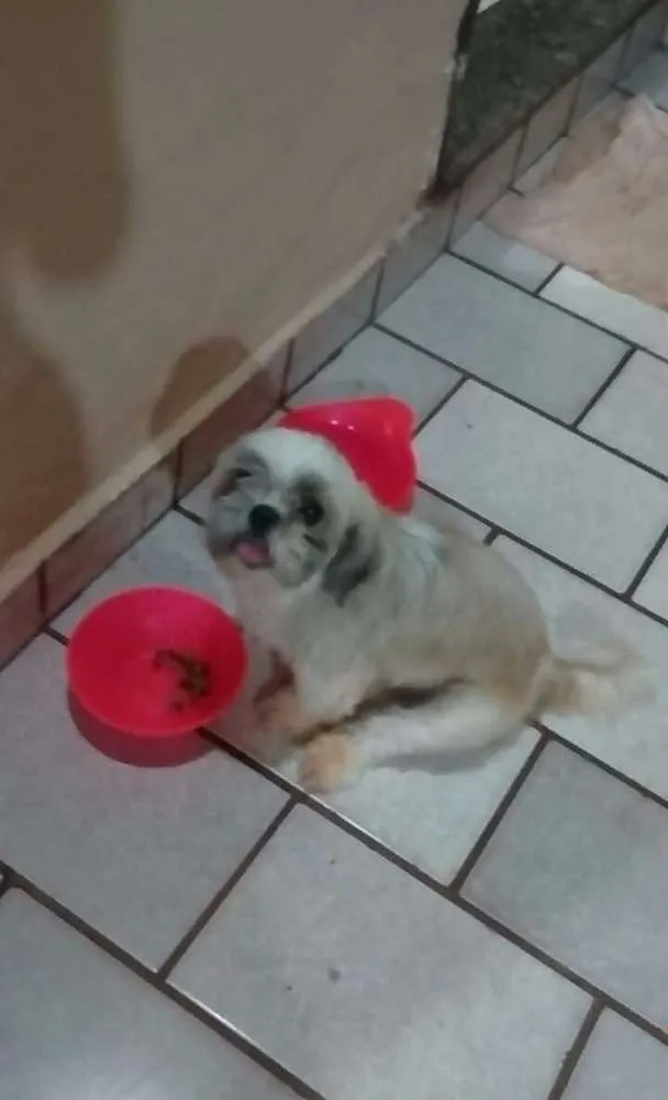 Cachorro ra a Shitzu idade 5 anos nome Meg