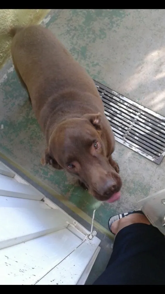 Cachorro ra a Labrador idade 5 anos nome Apollo