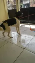 Cacau