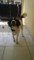 Cacau