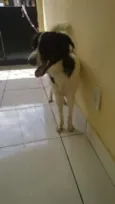 Cacau