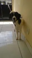 Cacau