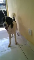 Cacau