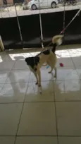 Cacau