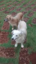 Faísca e Fumaça