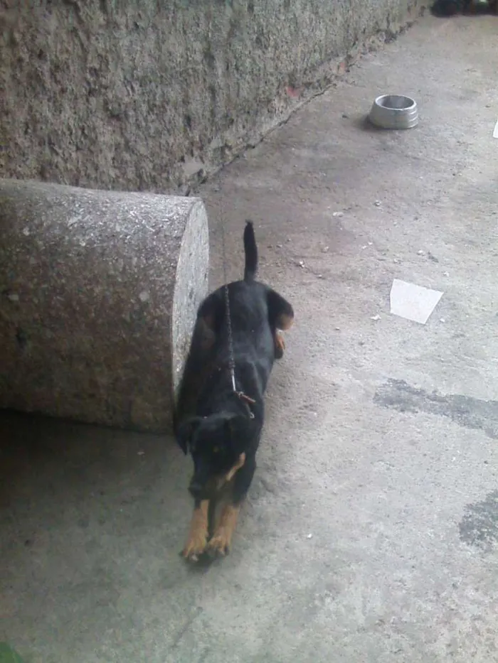 Cachorro ra a Cocker COM Poodle idade 7 a 11 meses nome GOLD