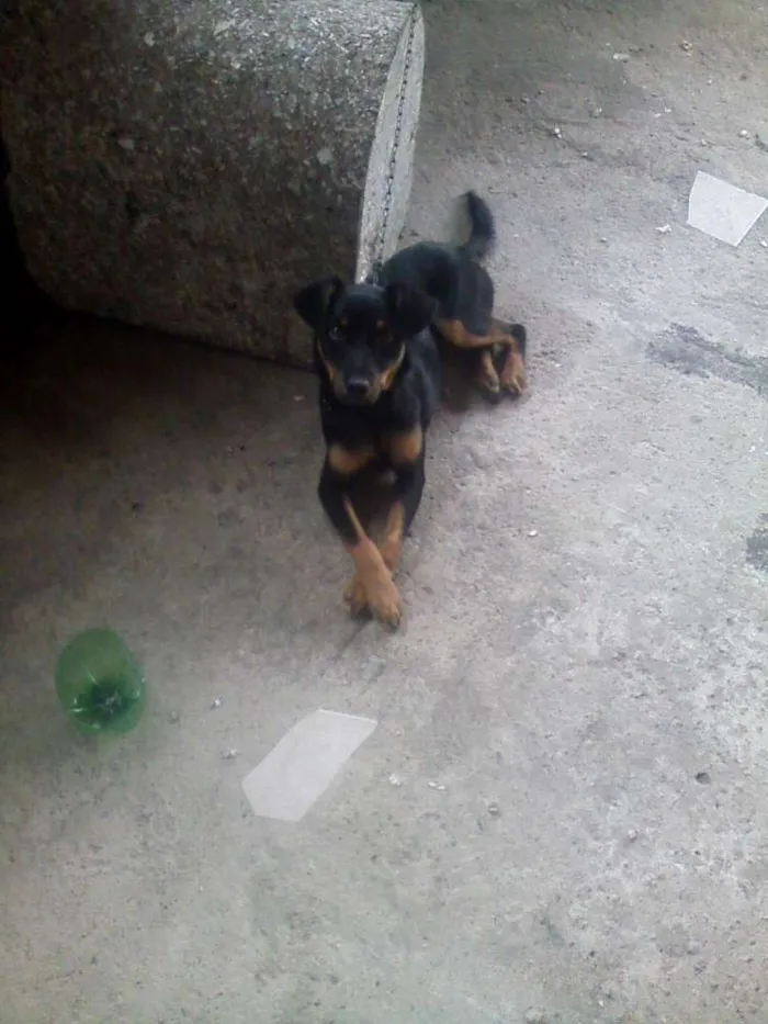 Cachorro ra a Cocker COM Poodle idade 7 a 11 meses nome GOLD