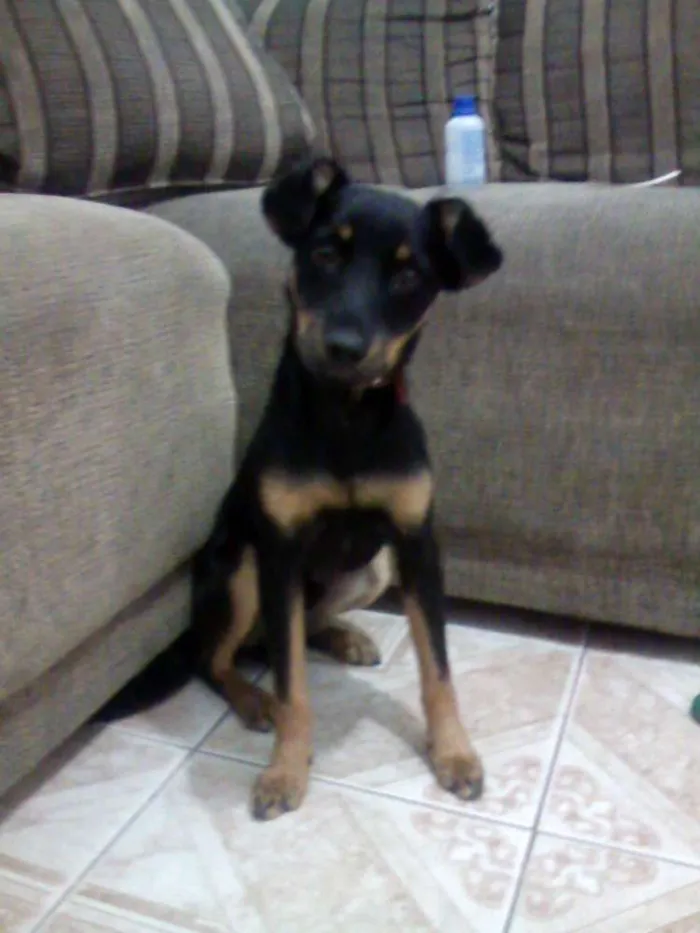 Cachorro ra a Cocker COM Poodle idade 7 a 11 meses nome GOLD