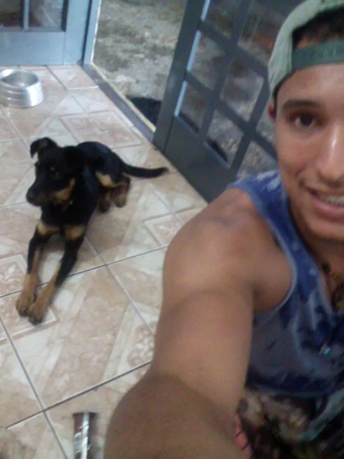 Cachorro ra a Cocker COM Poodle idade 7 a 11 meses nome GOLD