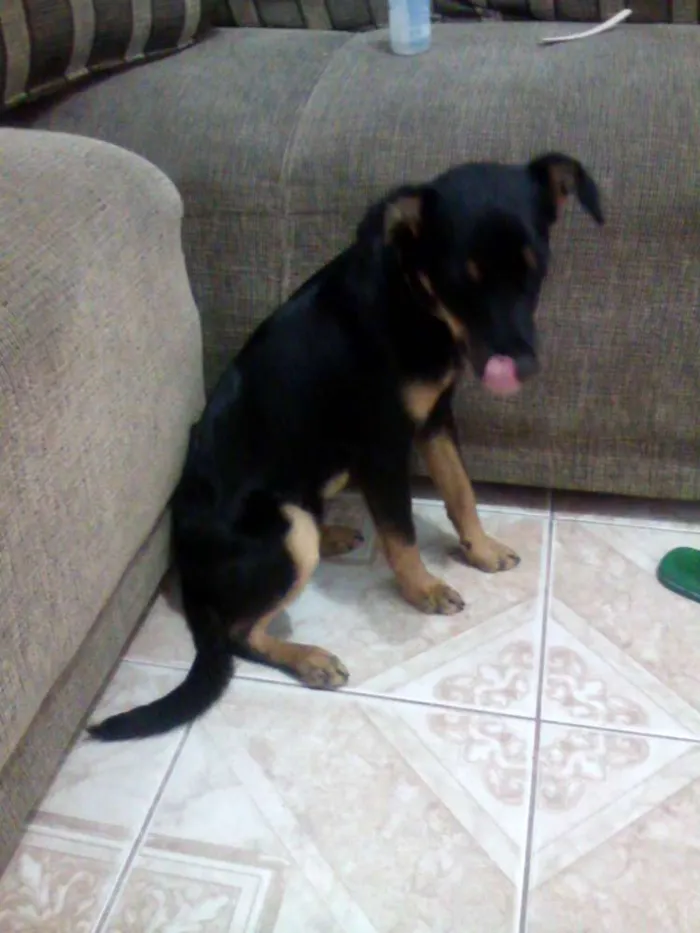 Cachorro ra a Cocker COM Poodle idade 7 a 11 meses nome GOLD