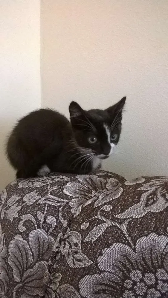 Gato raça  idade Abaixo de 2 meses nome Kit Pata Mansa