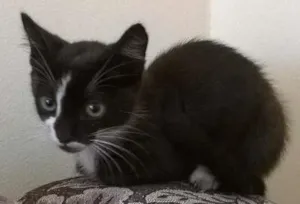 Gato raça  idade Abaixo de 2 meses nome Kit Pata Mansa