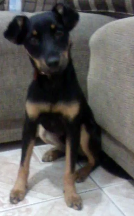 Cachorro ra a Cocker COM Poodle idade 7 a 11 meses nome GOLD