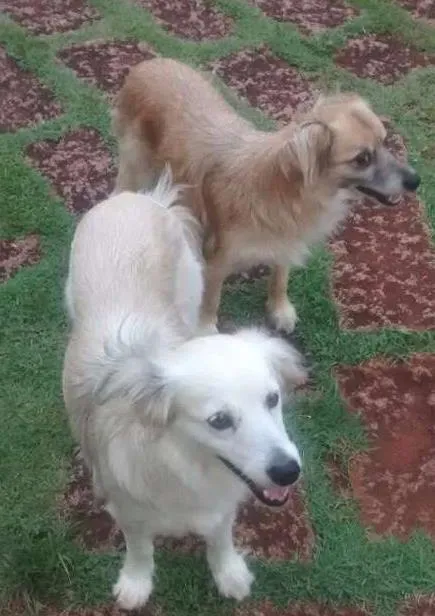Cachorro ra a SRD idade 6 ou mais anos nome Faísca e Fumaça