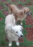 Faísca e Fumaça
