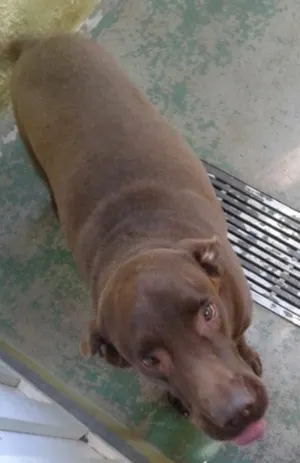 Cachorro raça Labrador idade 5 anos nome Apollo