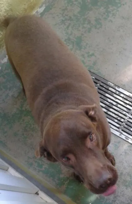 Cachorro ra a Labrador idade 5 anos nome Apollo