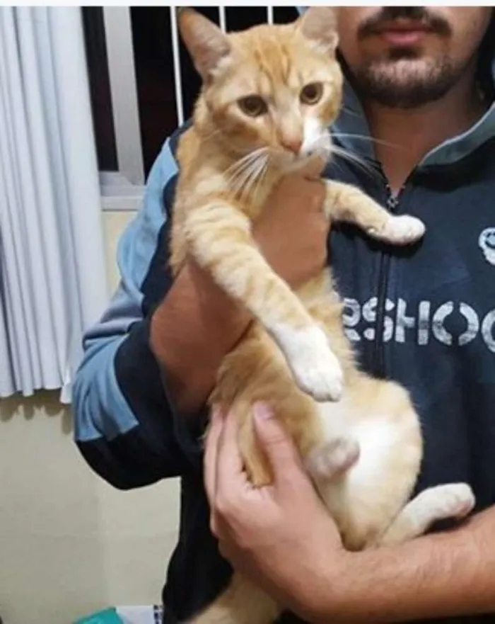 Gato ra a  idade 1 ano nome Gato Dócil