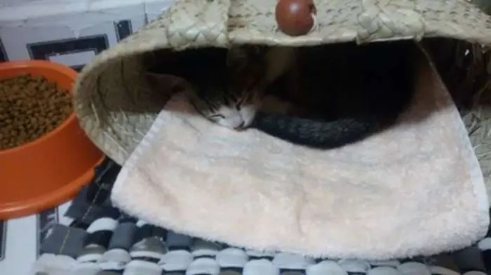Gato ra a SRD idade 2 a 6 meses nome sem nome
