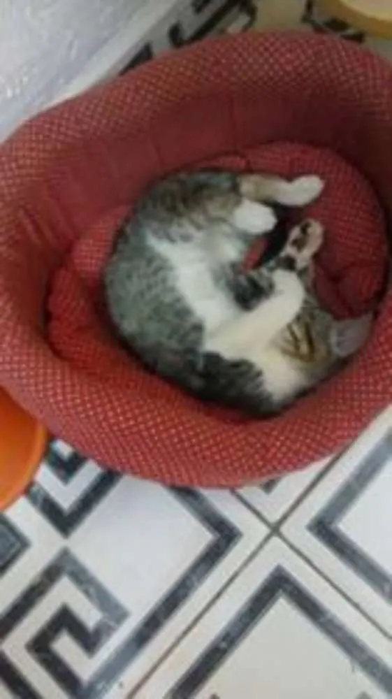 Gato ra a SRD idade 2 a 6 meses nome sem nome