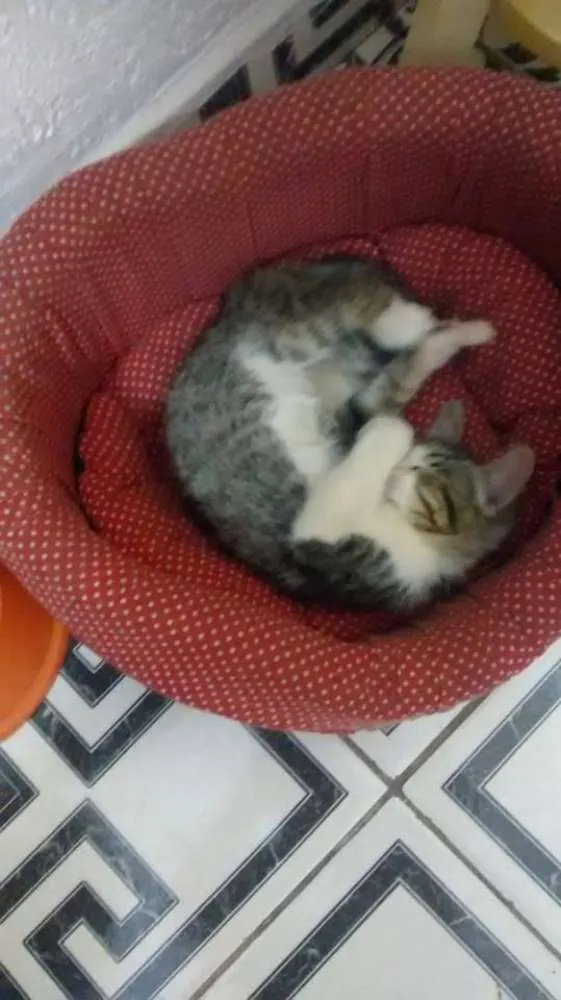 Gato ra a SRD idade 2 a 6 meses nome sem nome