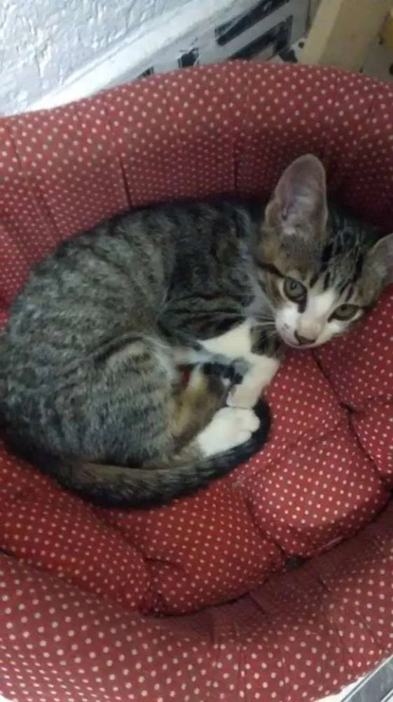 Gato ra a SRD idade 2 a 6 meses nome sem nome