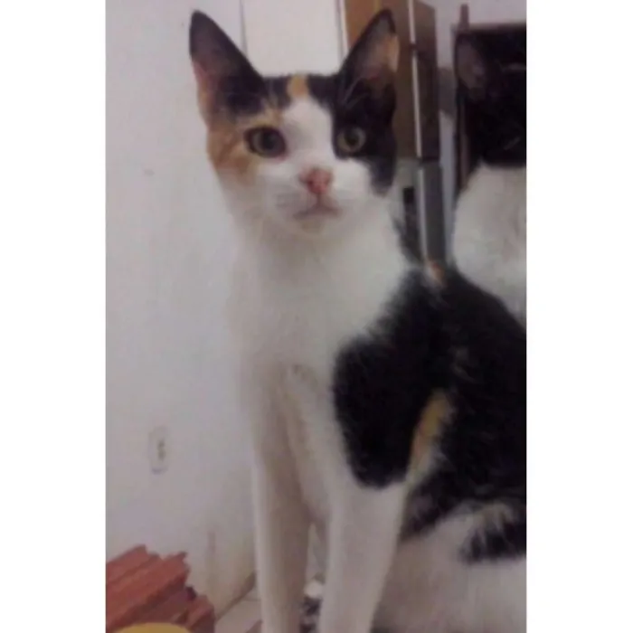 Gato raça  idade 7 a 11 meses nome Castanha