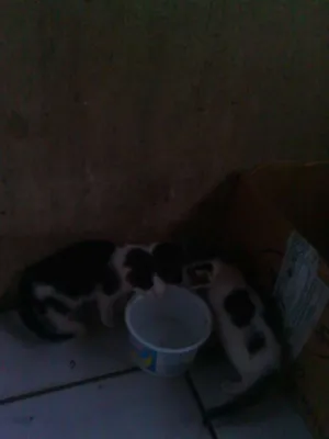 Gato raça brasileiro real idade Abaixo de 2 meses nome Sem nome