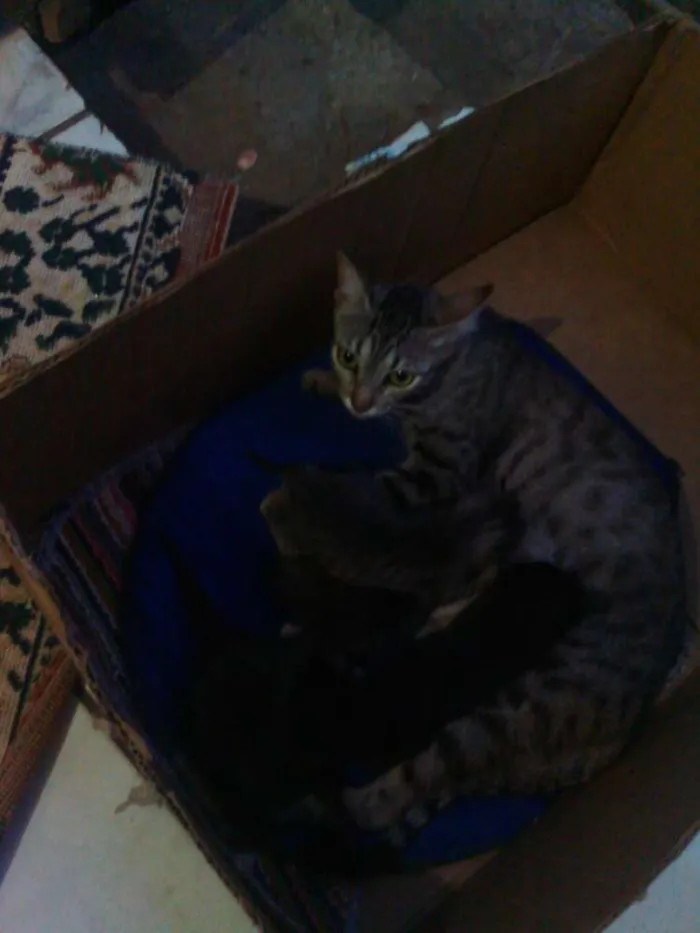 Gato raça brasileiro real idade Abaixo de 2 meses nome Sem nome
